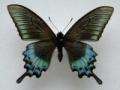 Papilio maakii (abberant) North-Japan (Internet Image property of respective owner, non-commercial use only)